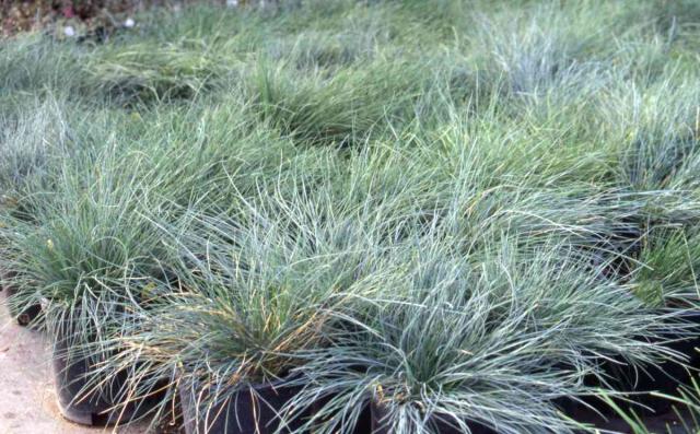 Propagating blue fescue