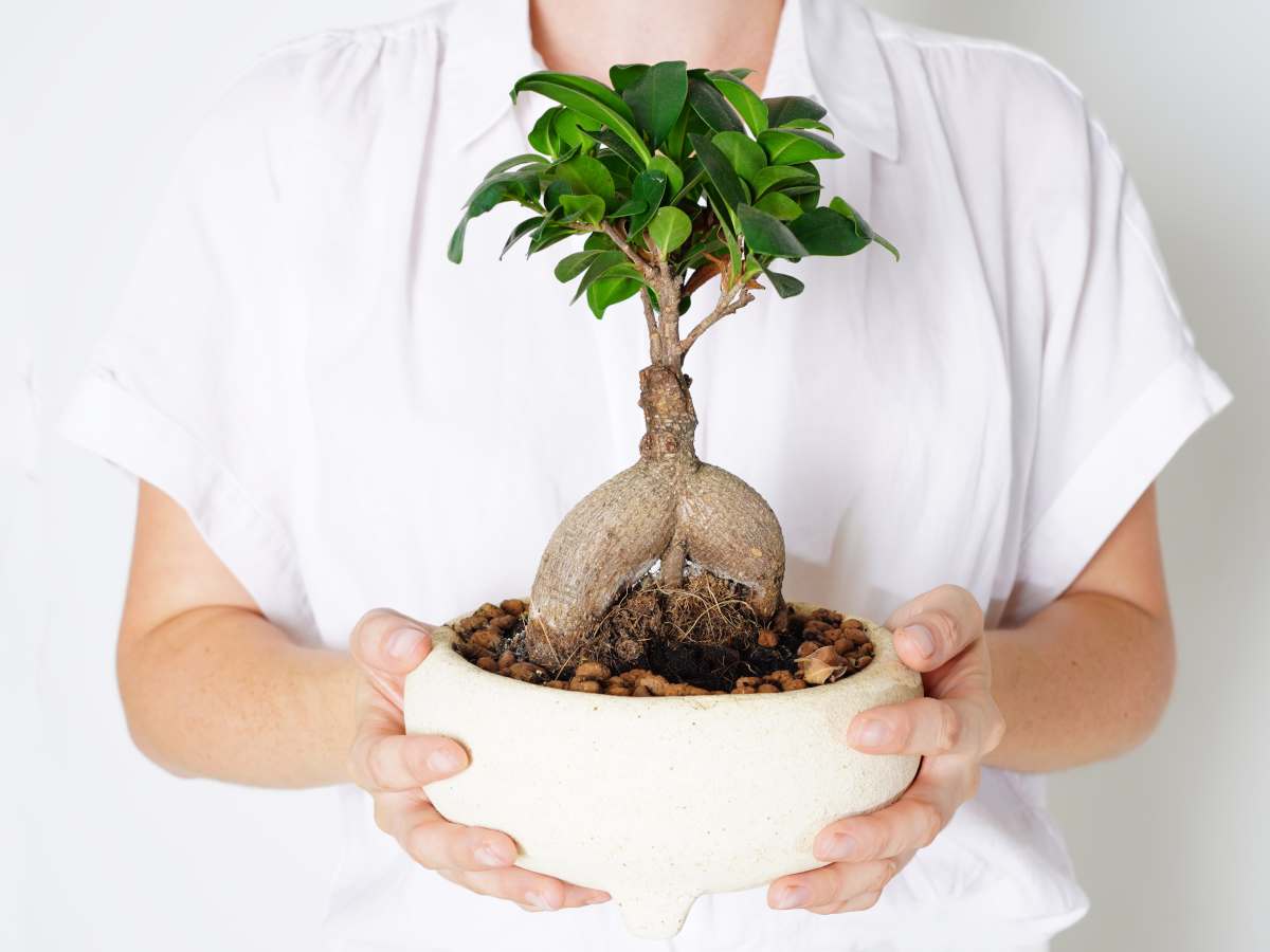 ficus bonsai