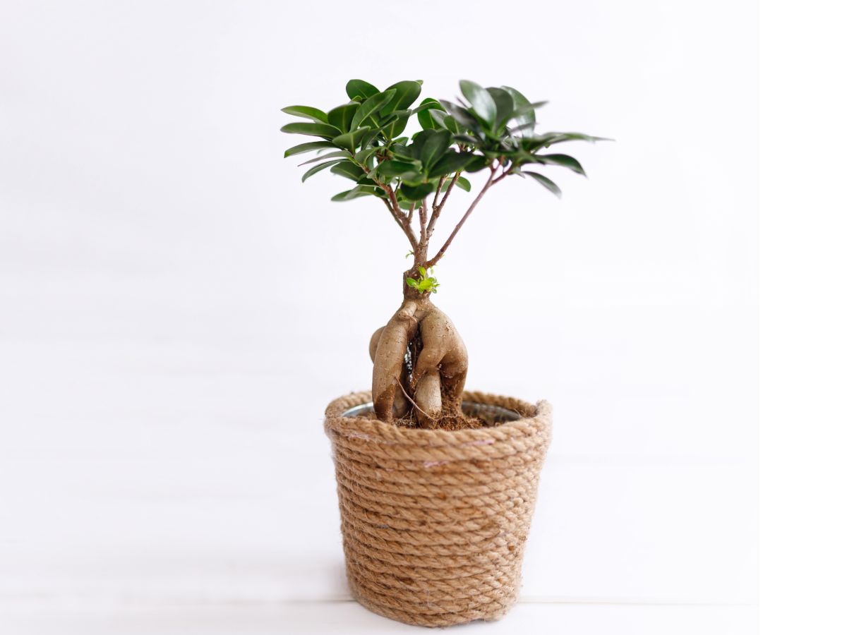 ficus ginseng