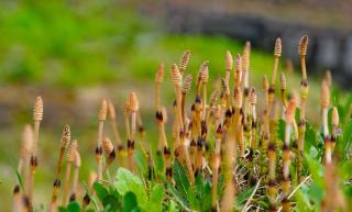 Field horsetail