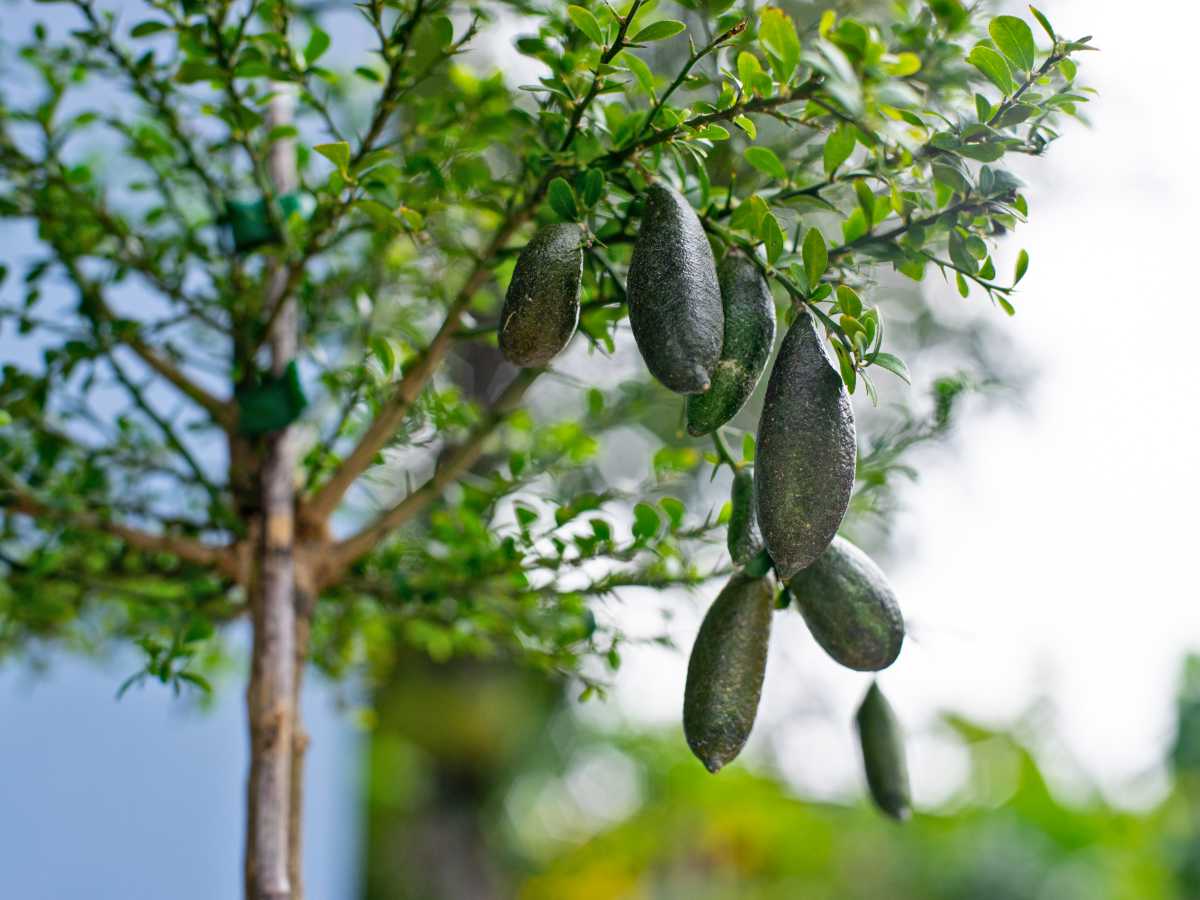 Finger lime