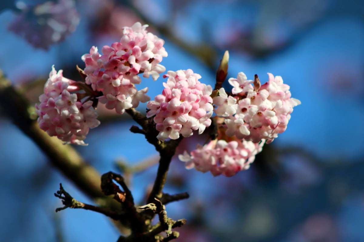 winter flowering viburnum