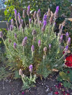 How to plant french lavender