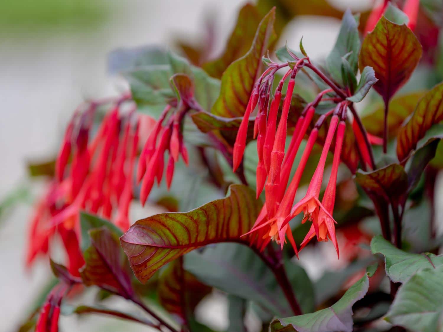 Fuchsia fulgens