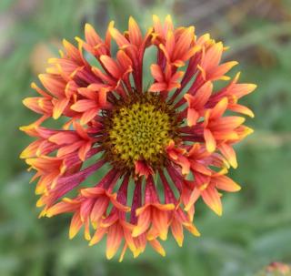 Gaillardia history