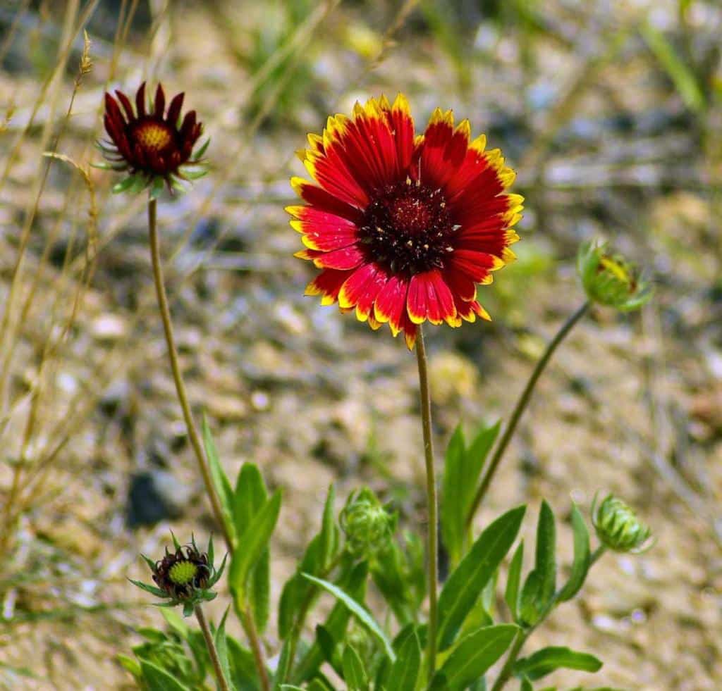 Gaillardia planting, sowing and advice on caring for it