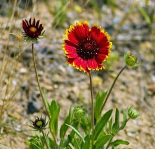 Planting gaillardia