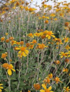 Pruning gaillardia