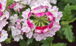 Varieties of garden verbena