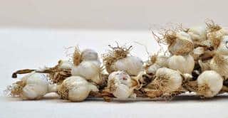 Uses and benefits of garlic