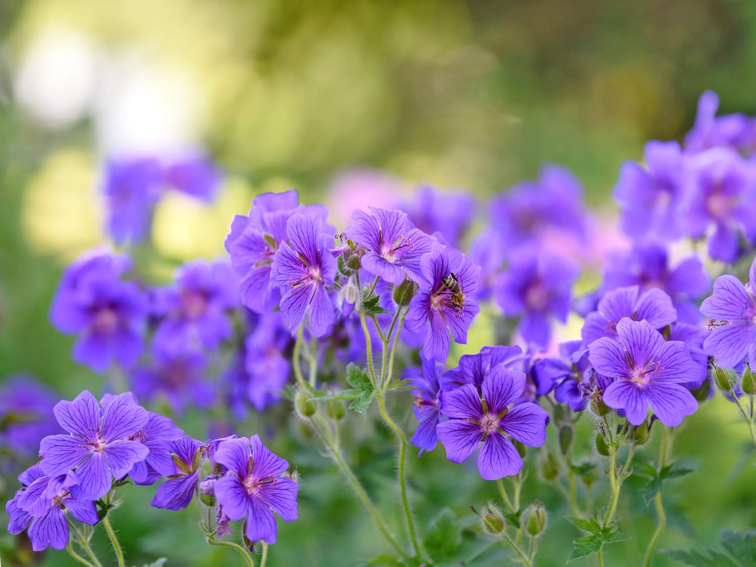 Geranium Rozanne