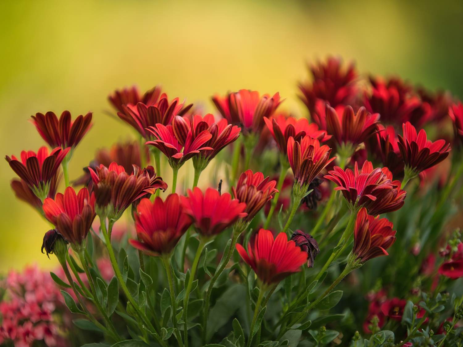 Gerbera