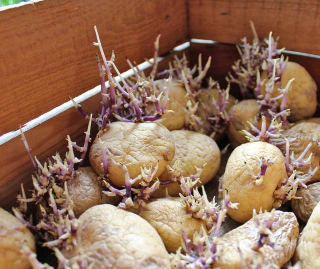 Germinating potato