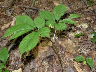 Panax ginseng plant