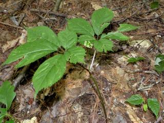 Panax ginseng plant