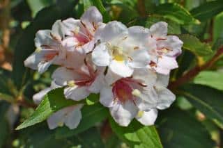 Glossy abelia cuttings