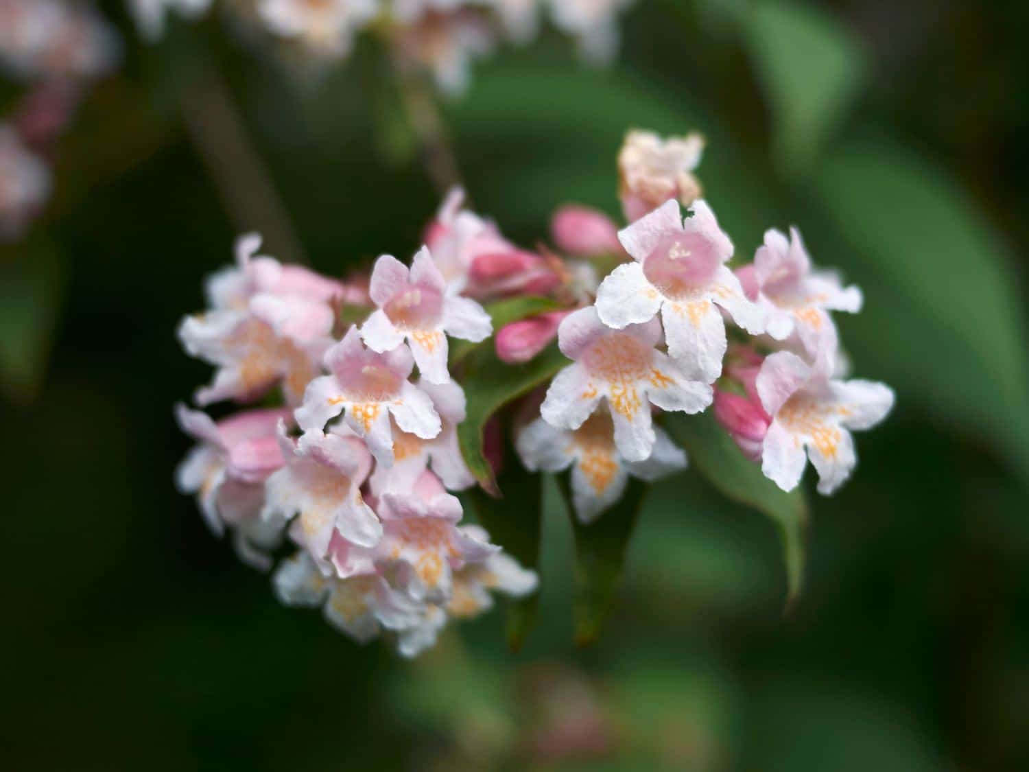 Glossy abelia, Abelia x grandiflora