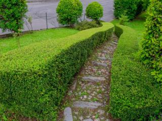 Hedge trimmed from glossy abelia