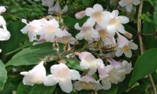 Planting glossy abelia