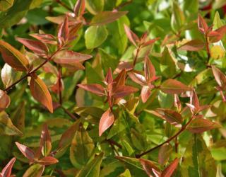 Glossy abelia pruning