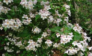 Glossy abelia varieties