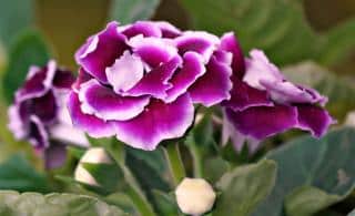 Gloxinia care