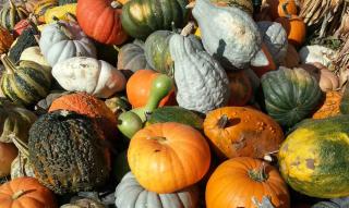 Gourd squash harvest