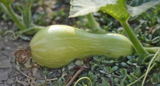 Pruning gourd squash