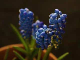 grape hyacinth care