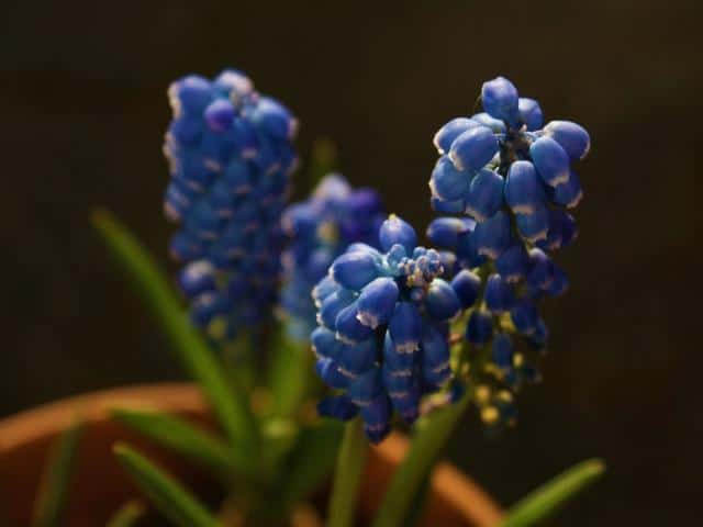 grape hyacinth care