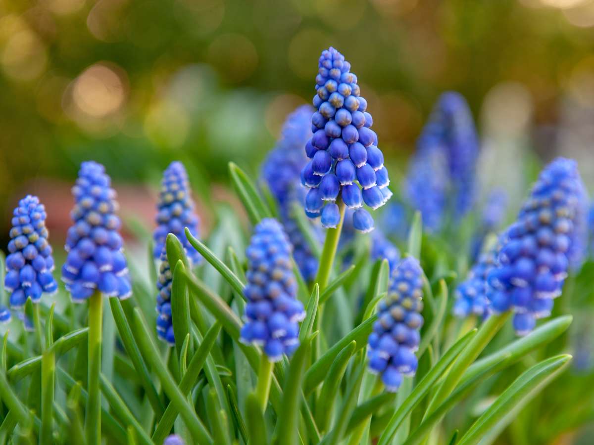 Grape hyacinth muscari