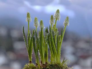 Grape hyacinth pot