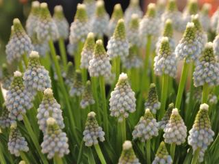 Grape hyacinth varieties