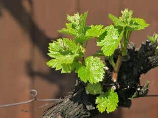 Pruning grapevine