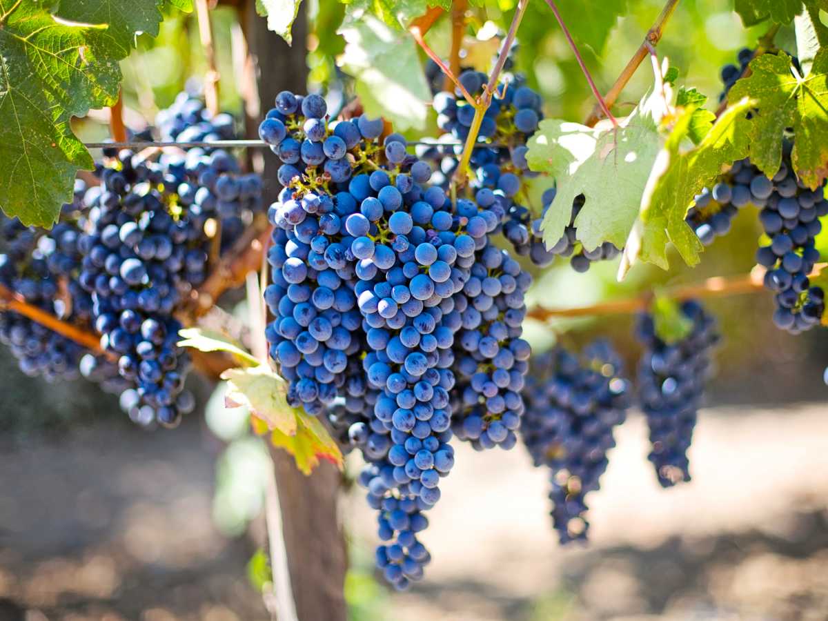 Grape vine, vitis vinifera