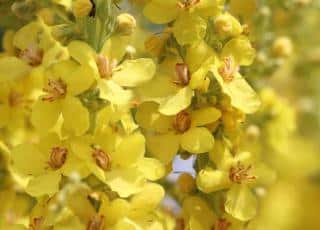 Benefits of great mullein