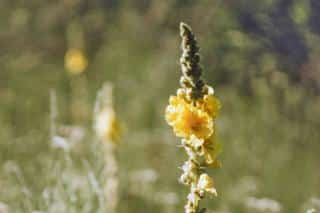 Great mullein health benefits