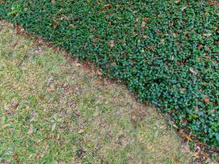 Ground cover plants