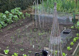 growing allium against cancer