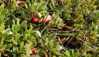 growing bearberry benefits
