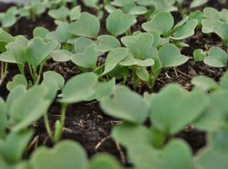 Growing black radish for its benefits