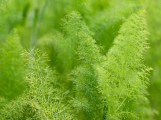 Growing fennel for its benefits
