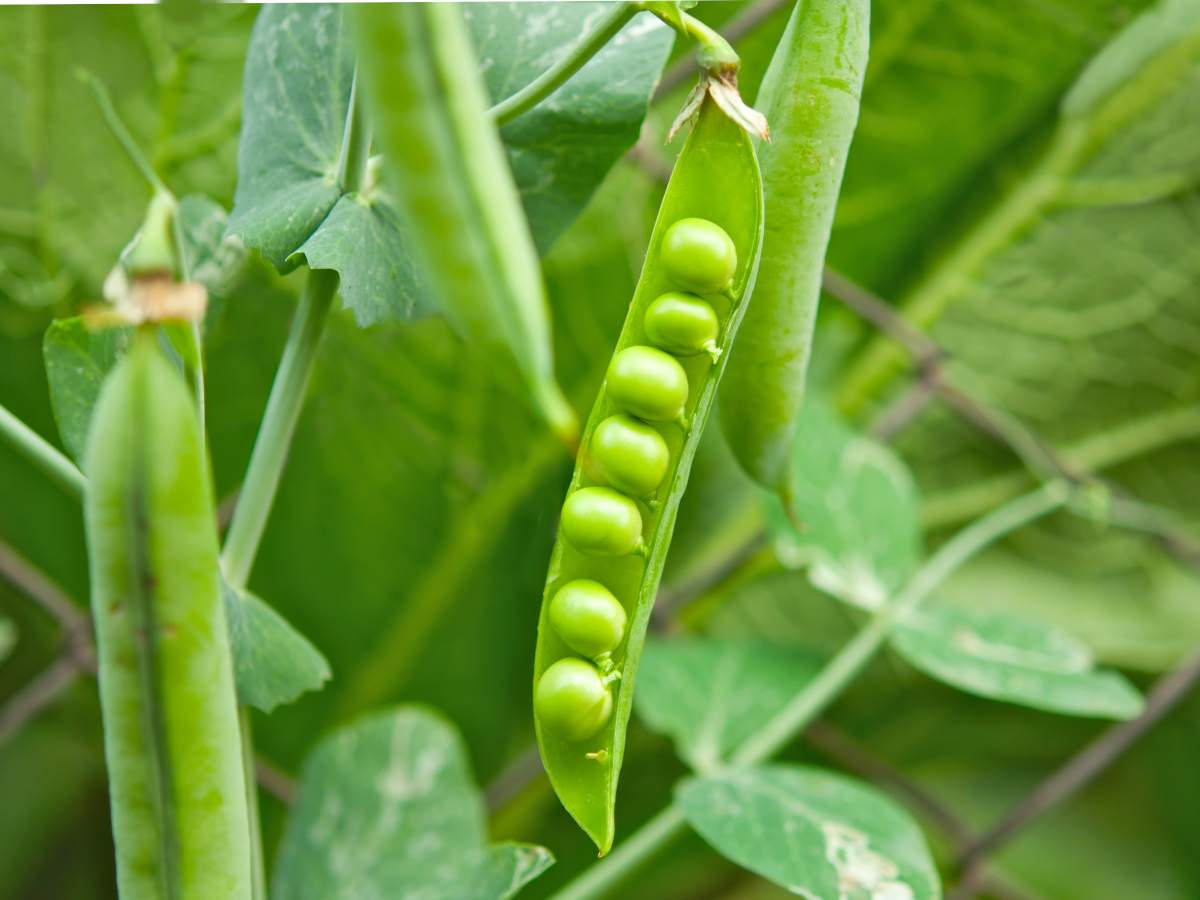 Pea growing