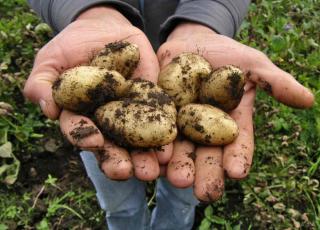 Growing potato good for health
