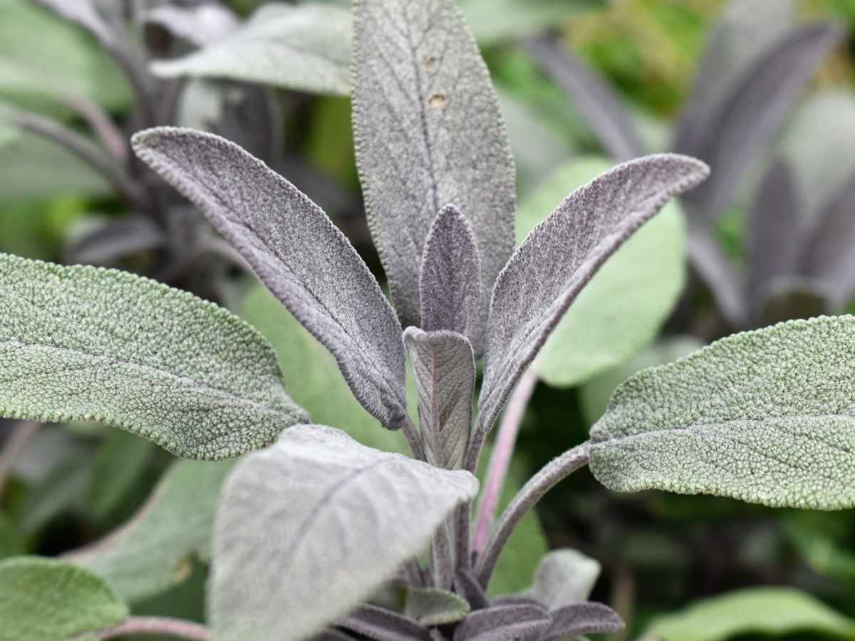 Growing sage