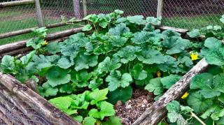 growing spaghetti squash
