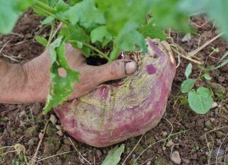 Growing turnip benefits