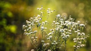 Gypsophila care