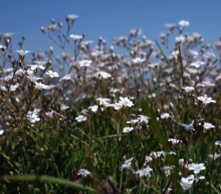 How to plant gypsophila