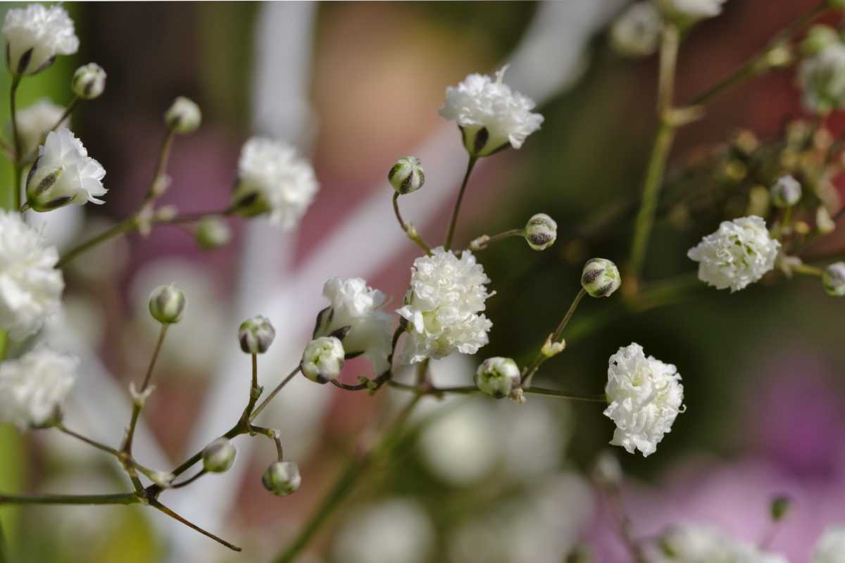 Gypsophila, cute flower